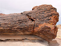 Lower portion of a trunk