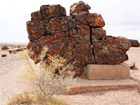 Base of a trunk