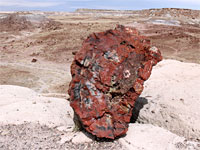 Isolated log