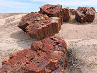 Large red trunk fragments