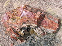 Pink, red and yellow log