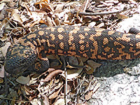 Gila monster - close view