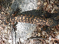 Gila monster