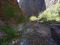 Trees, bushes and wildflowers