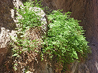 Maidenhair fern