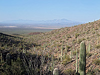 Saguaro National Park