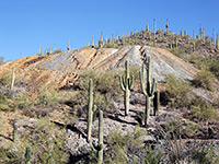 Saguaro National Park