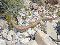 Grand Canyon rattlesnake