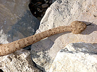 Head of a rattlesnake