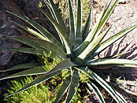 Agave