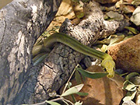 Green rat snake