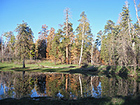 Trees beside Greenland Lake