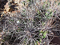 Grusonia invicta - dense spines