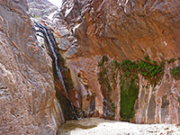 Ferns beside a waterfall