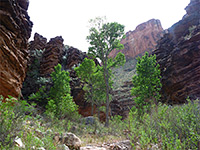 Trees beside the creek