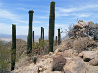 Group of saguaro