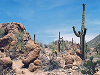 Rocks and saguaro