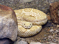 Hypomelanistic western diamondback