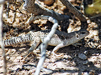 Desert iguana lizard in Palm Canyon