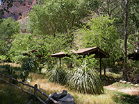 Trees at Havasupai Gardens