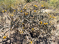 Yellow flowering cholla