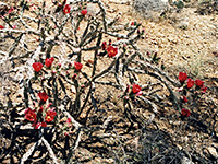 Red flowering cholla