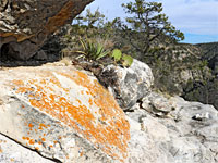Lichen