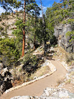 Path through the trees