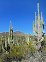 Many saguaro