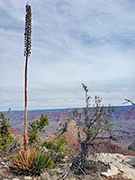 Agave flower stalk