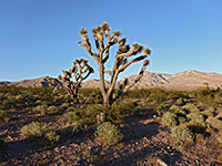 Desert west of the mountains