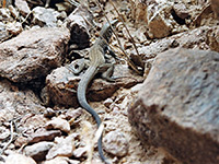 Western whiptail lizard