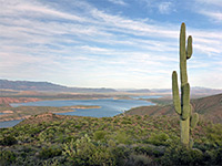 Branched saguaro