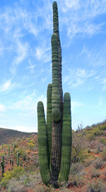 Tall saguaro
