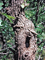 Clark's spiny lizards