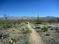 Loma Verde Trail