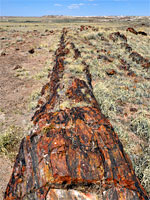 A long log