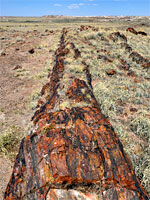 Long Logs Trail