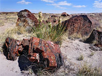 Long Logs Trail