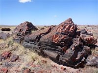 Base of a trunk