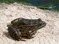 Lowland leopard frog