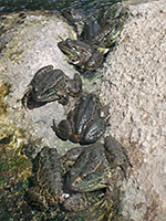 Group of lowland leopard frogs