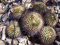 Mammillaria canelensis