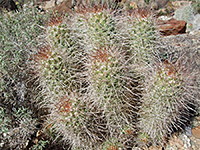 Mammillaria setispina