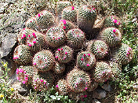 Mammillaria standleyi