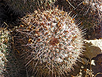 Mammillaria standleyi