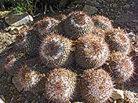 Cluster of mammillaria standleyi