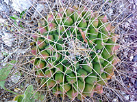 Mammillaria winterae