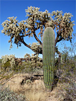 Saguaro and cholla