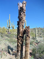 Dead saguaro trunks